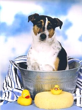 Archie's Bath